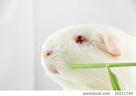 Rodent, rat animal. Laboratory animals. Rodent, rat animal. Laboratory animals. 30812749