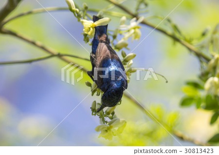 Image of a bird (purple sunbird). Wild Animals. Image of a bird (purple sunbird). Wild Animals. 30813423