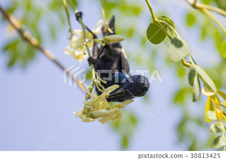 Image of a bird (purple sunbird). Wild Animals. Image of a bird (purple sunbird). Wild Animals. 30813425