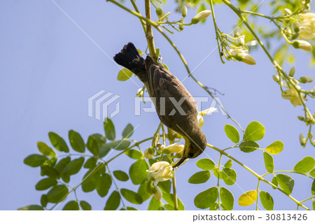 Image of a bird (Olive-backed sunbird) Image of a bird (Olive-backed sunbird) 30813426