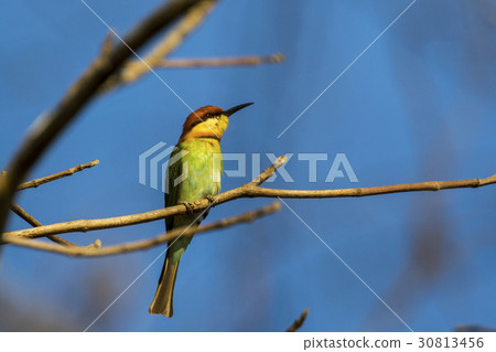 Image of bird on the branch on sky background. 30813456