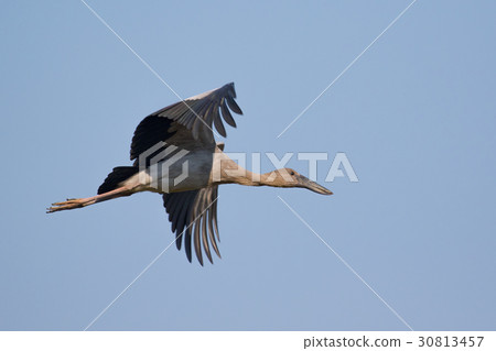 Image of asian openbill stork flying in the sky. 30813457