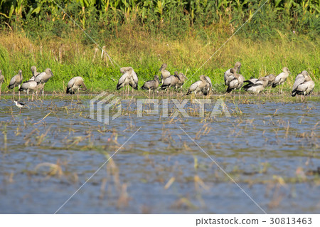 Image of flocks asian openbill stork. Wild Animals 30813463