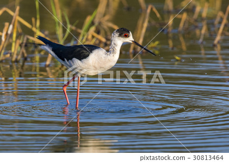 Bird black-winged stilt are looking for food. Bird black-winged stilt are looking for food. 30813464