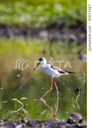 Bird black-winged stilt are looking for food. 30813467