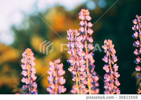 Wild Flowers Lupine In Summer Field Meadow. Close Wild Flowers Lupine In Summer Field Meadow. Close 30813508