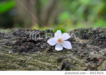 花 花卉 花朵 桐花 油桐花 白色 白 花蕊 花瓣 油桐 油桐樹 桐油樹 桐子樹 光桐 白花 小白花 30813629