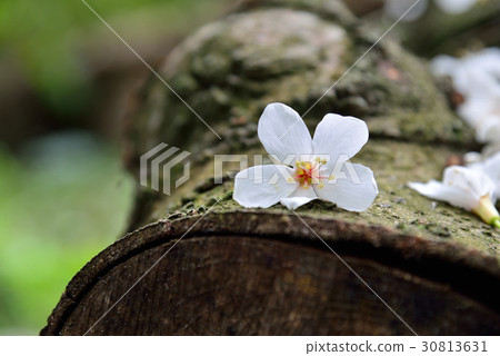 花 花卉 花朵 桐花 油桐花 白色 白 花蕊 花瓣 油桐 油桐樹 桐油樹 桐子樹 光桐 白花 小白花 30813631