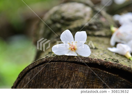 花 花卉 花朵 桐花 油桐花 白色 白 花蕊 花瓣 油桐 油桐樹 桐油樹 桐子樹 光桐 白花 小白花 30813632