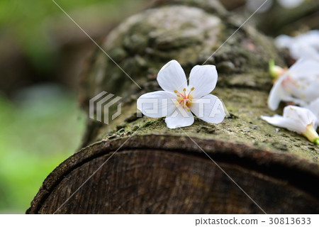 花 花卉 花朵 桐花 油桐花 白色 白 花蕊 花瓣 油桐 油桐樹 桐油樹 桐子樹 光桐 白花 小白花 花 花卉 花朵 桐花 油桐花 白色 白 花蕊 花瓣 油桐 油桐樹 桐油樹 桐子樹 光桐 白花 小白花 30813633