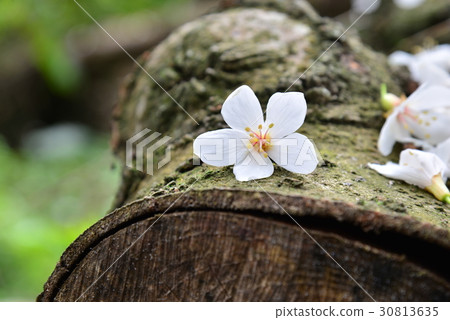 花 花卉 花朵 桐花 油桐花 白色 白 花蕊 花瓣 油桐 油桐樹 桐油樹 桐子樹 光桐 白花 小白花 花 花卉 花朵 桐花 油桐花 白色 白 花蕊 花瓣 油桐 油桐樹 桐油樹 桐子樹 光桐 白花 小白花 30813635