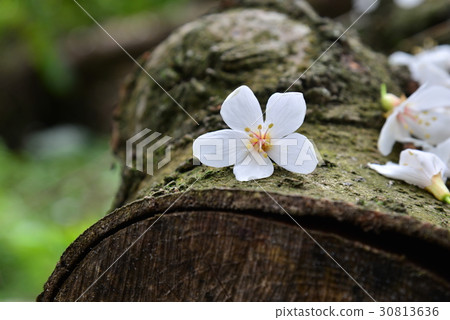 花 花卉 花朵 桐花 油桐花 白色 白 花蕊 花瓣 油桐 油桐樹 桐油樹 桐子樹 光桐 白花 小白花 30813636