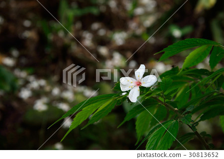 花 花卉 落花 桐花 油桐花 白色 白 花蕊 花瓣 油桐 油桐樹 桐油樹 桐子樹 光桐 白花 小白花 30813652