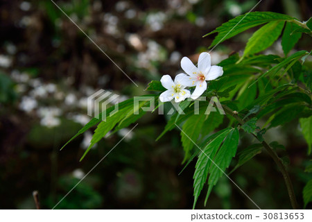 花 花卉 落花 桐花 油桐花 白色 白 花蕊 花瓣 油桐 油桐樹 桐油樹 桐子樹 光桐 白花 小白花 花 花卉 落花 桐花 油桐花 白色 白 花蕊 花瓣 油桐 油桐樹 桐油樹 桐子樹 光桐 白花 小白花 30813653