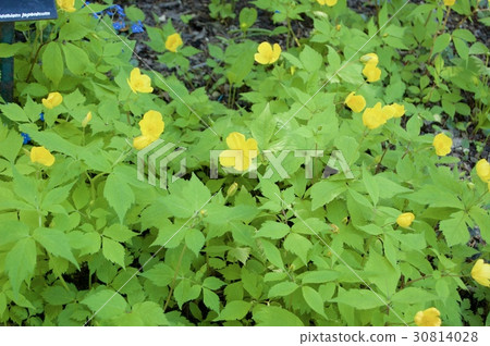 Yamabukisou 30814028