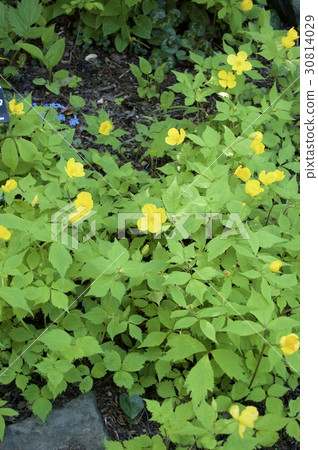 山吹壽 山吹壽 30814029