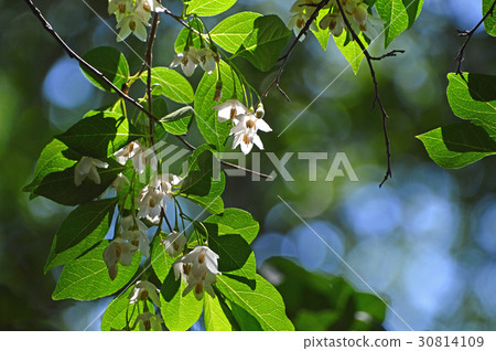 安息香花　 30814109