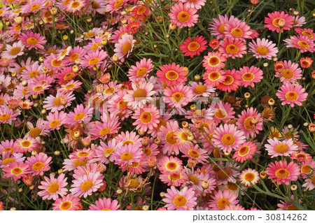 瑪格麗特 瑪格麗特 30814262