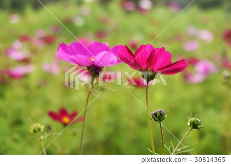 大波斯菊 30814365