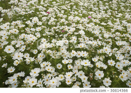 大波斯菊 30814366