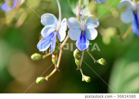 植物 花 藍蝴蝶花 紫蝶花 紫蝴蝶 花蝴蝶 藍蝴蝶 紫 紫色 紫藍 紫藍色 藍 藍色 植物 花 藍蝴蝶花 紫蝶花 紫蝴蝶 花蝴蝶 藍蝴蝶 紫 紫色 紫藍 紫藍色 藍 藍色 30814380