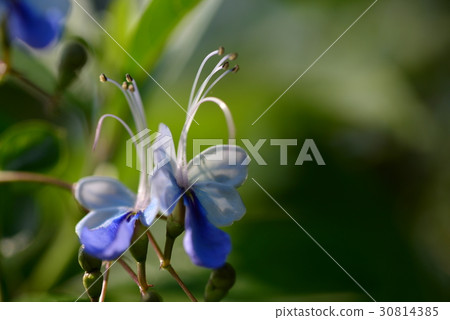 植物 花 藍蝴蝶花 紫蝶花 紫蝴蝶 花蝴蝶 藍蝴蝶 紫 紫色 紫藍 紫藍色 藍 藍色 植物 花 藍蝴蝶花 紫蝶花 紫蝴蝶 花蝴蝶 藍蝴蝶 紫 紫色 紫藍 紫藍色 藍 藍色 30814385