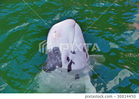 灰海豚 灰海豚 30814450