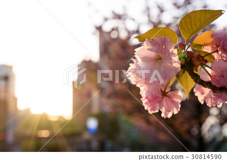 Double-faced cherry blossoms at Ohori Park moat side Up double-sided cherry blossoms in the morning 30814590