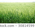 Domestic wheat (Saga plain) 30814599