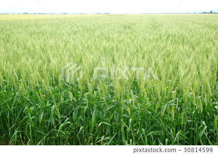 Domestic wheat (Saga plain) Domestic wheat (Saga plain) 30814599