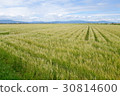 Saga plain (wheat field) 30814600