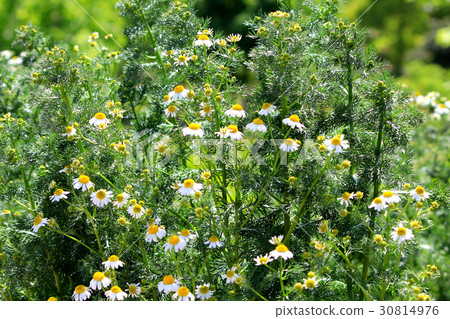 Roman chamomile herb field 30814976