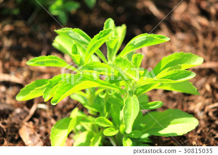 甜葉菊草本植物 30815035