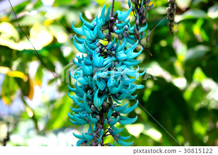 Jade sparrow tropical flower 30815122
