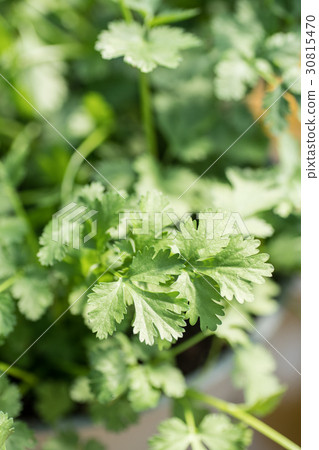 Pakuti (coriander) 30815470