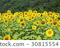 向日葵田 30815554