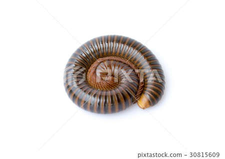 Image of a millipede on white background. Image of a millipede on white background. 30815609