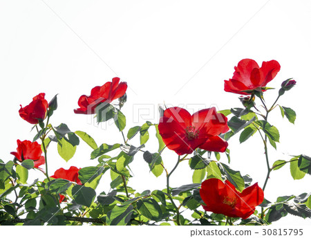 Red Roses Altissimo 30815795