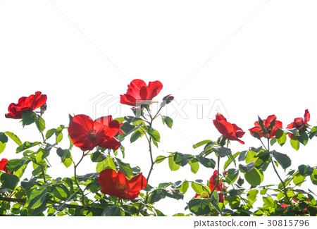 Red Roses Altissimo 30815796