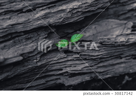 green small plant grown green small plant grown 30817142