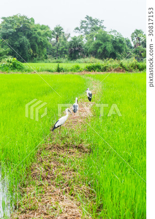 Asian openbill birds in the rice field in Thailand 30817153