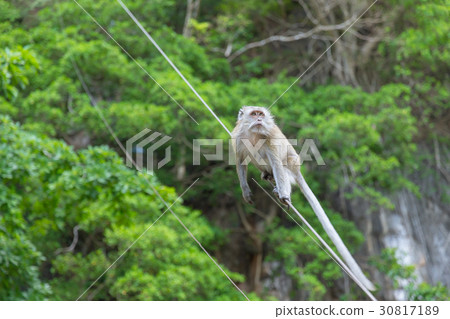 Long tail Macaque Monkey at Tiger cave Krabi Long tail Macaque Monkey at Tiger cave Krabi 30817189