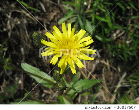 它是一種類似於蒲公英的無花花 30817607