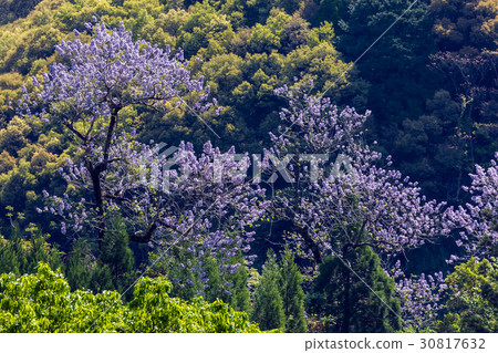 princess tree flower, Paulownia, paulownitree 30817632