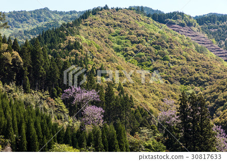 Rose flower 30817633