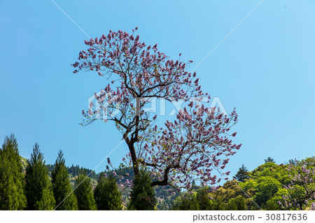 Rose flower Rose flower 30817636