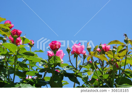 Rose and blue sky Rose and blue sky 30818185