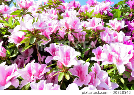 Azalea Azalea 30818543