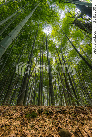 Arashiyama in Kyoto, Japan 30819009