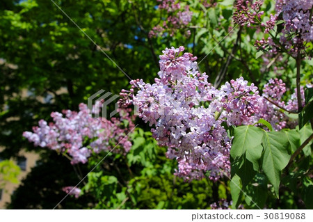 Lilac flowers in full bloom 30819088